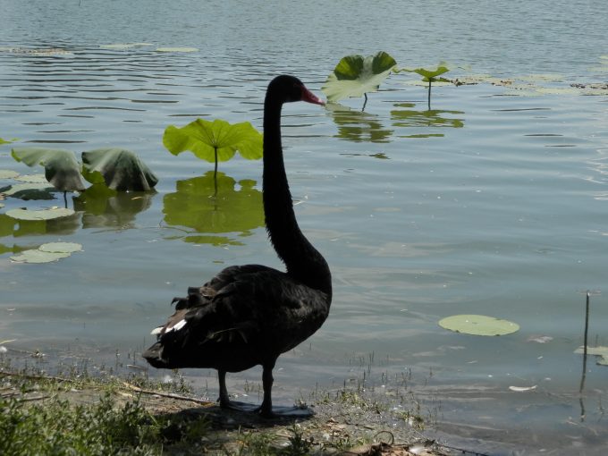 Zhenshan Zhou _black swan 75519298