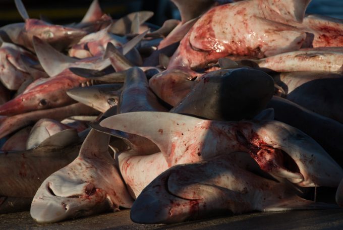 Dead snapper sharks