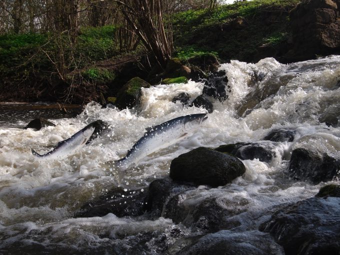 Salmon - Witold Krasowski