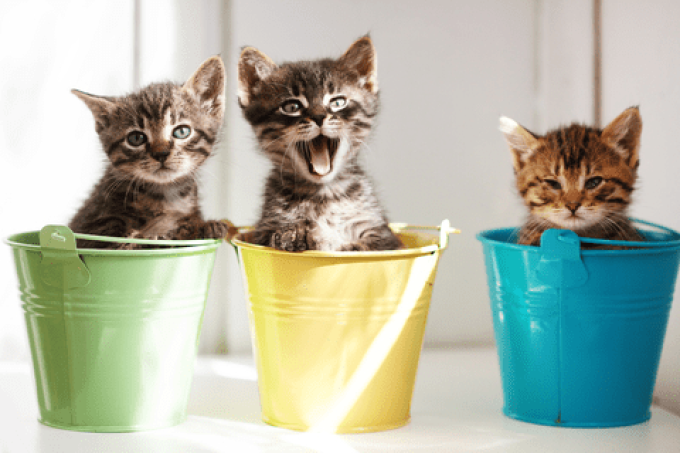Dead cat bounce
