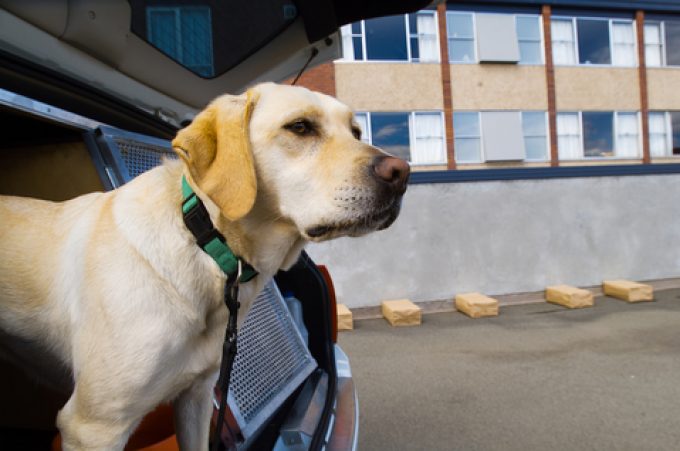 sniffer dogs © Steve Lovegrove