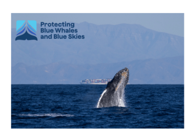 WHALES (2)