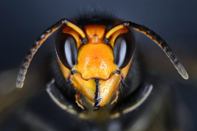 Asian Hornet head Photo 216891740 © Thomas Lenne Dreamstime.com