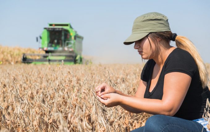Young farmer girl examing soybean plant during harvest