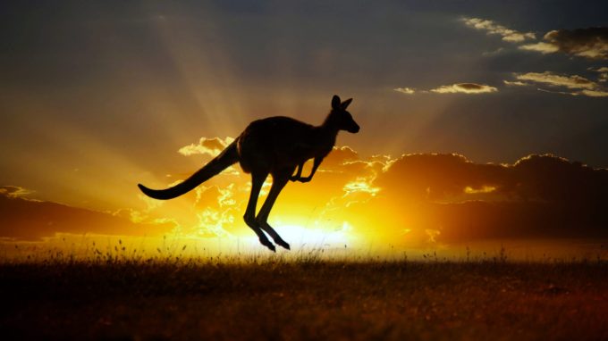 Kangaroo