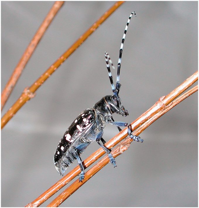 Adult Asian Long-horned Beetle