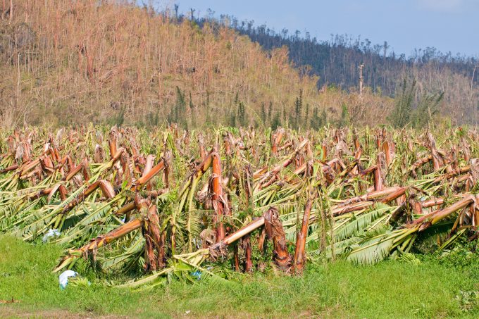 Bana crop destroyed