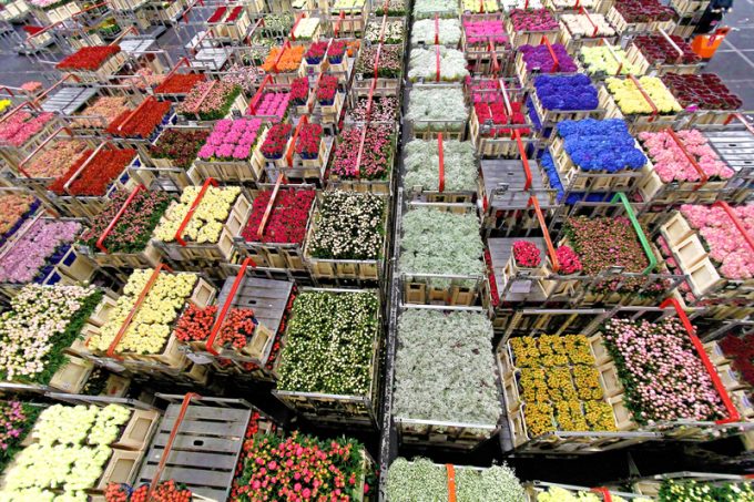 flower market auction © Beautifulblossom