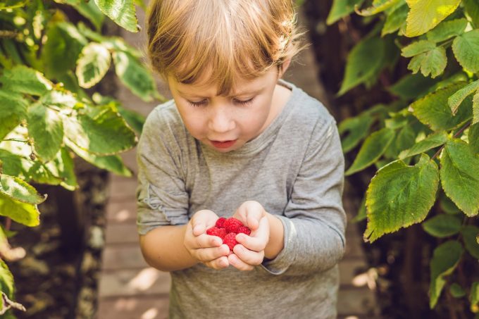 Raspberries Photo 100515408 © Elizaveta Galitskaya Dreamstime.com