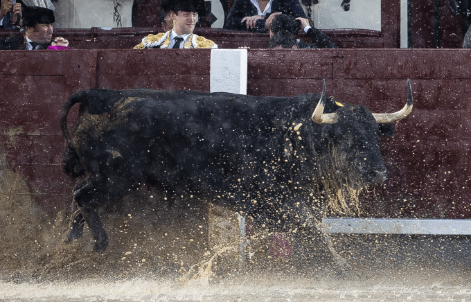 Bull