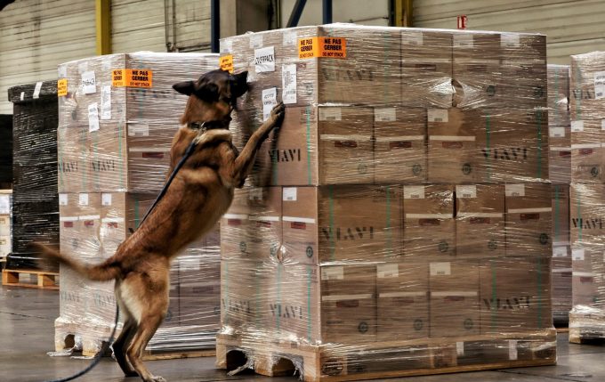 One of the Diagnose dogs at work checking an air cargo shipment