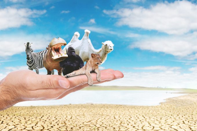 Unknown man hands holding endangered animals