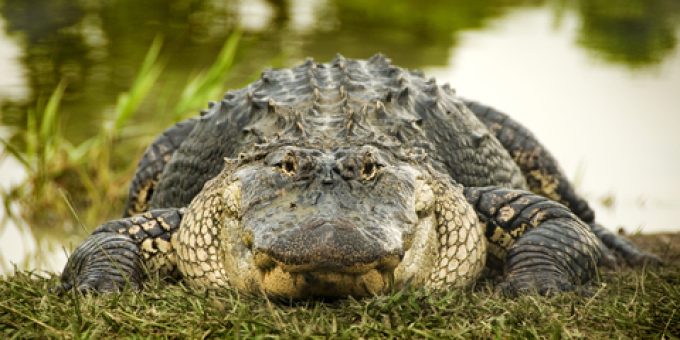 Alligator