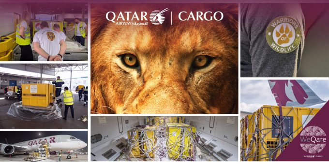 QR Cargo-Lions